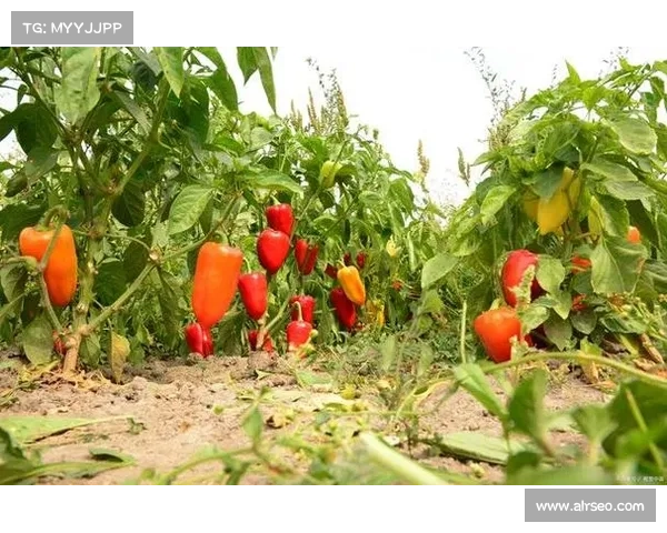 高地红石榴的种植技巧与养护方法全面指南 高地红石榴的种植技巧与养护方法全面指南